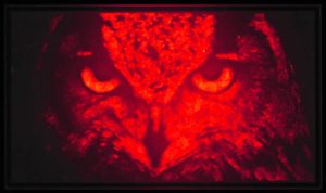 Porotech native red InGaN display owl image